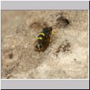 Trabantenfliege - Cerceris rybyensis - Knotenwespe 38h mit Lasioglossum - Furchenbiene - Sandgrube OS-Wallenhorst.jpg